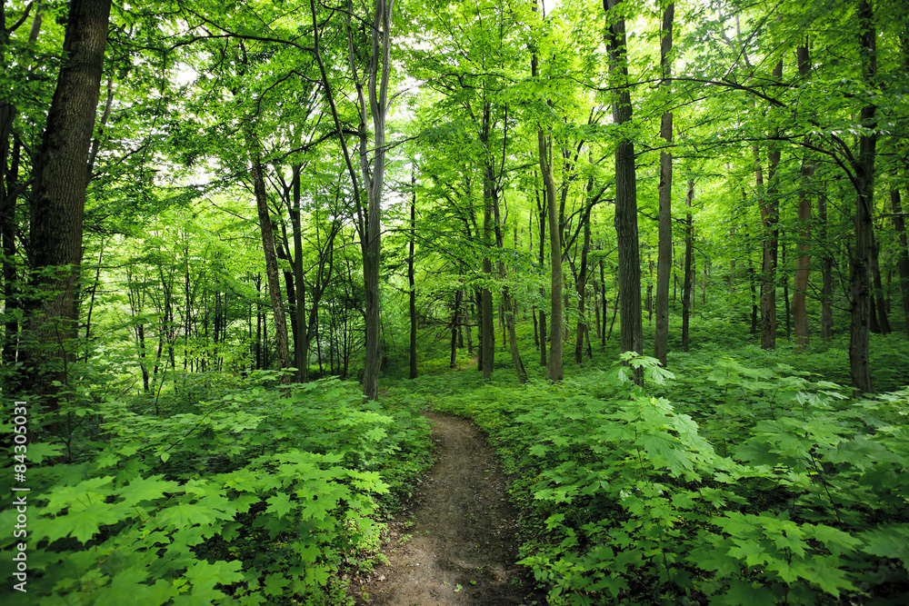 Forest Forest