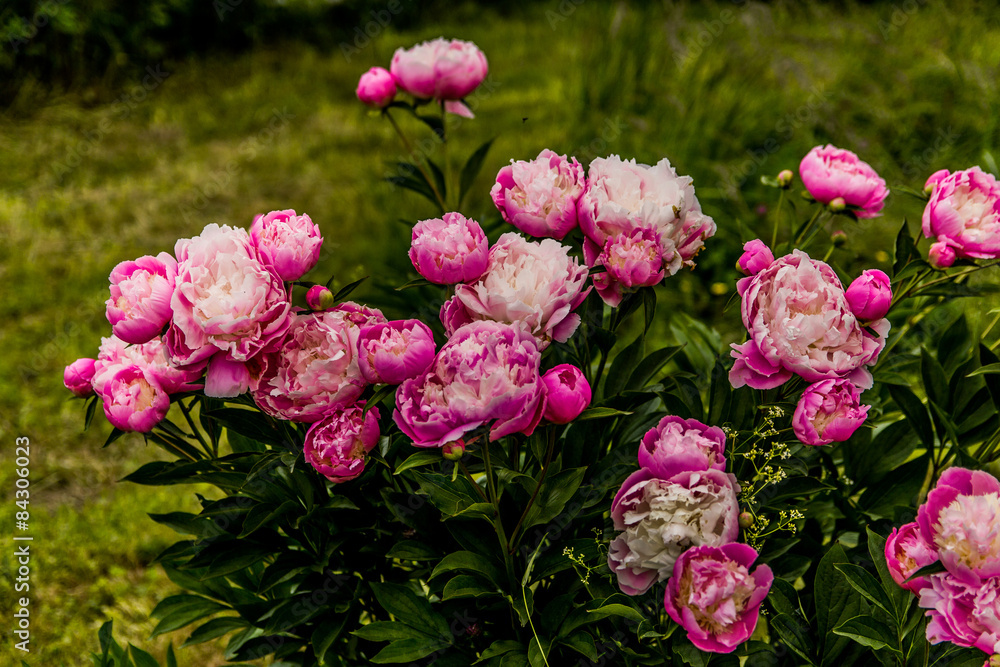 Les pivoines Les pivoines
