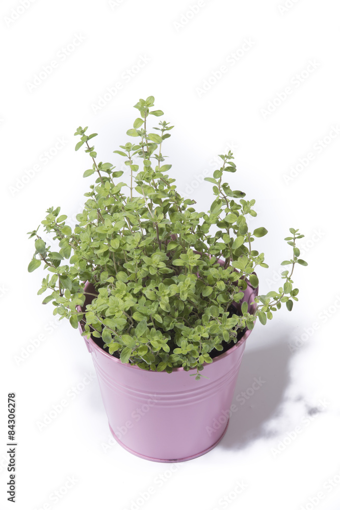 Oregano in purple bucket isolated on white background Oregano in purple bucket isolated on white background