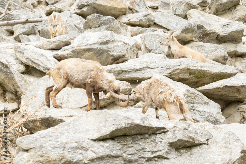 Fototapeta premium Alpine Ibex
