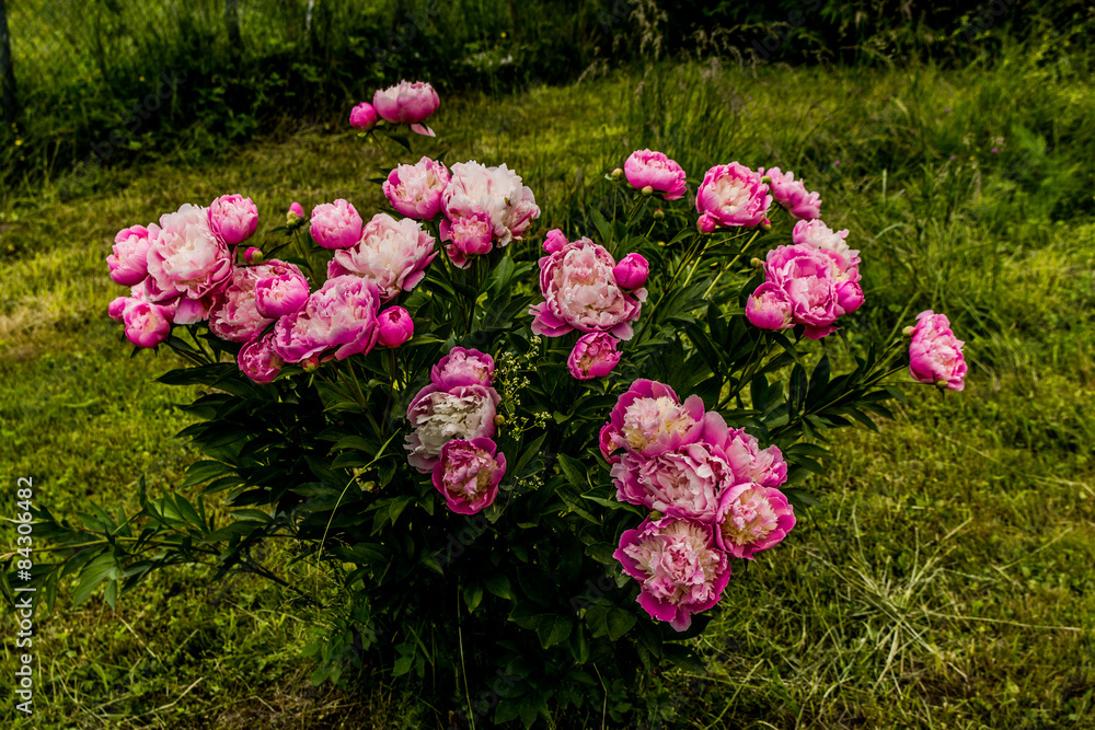 Obraz premium Les pivoines