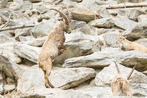 Alpine Ibex