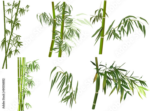 isolated set of green bamboo branches