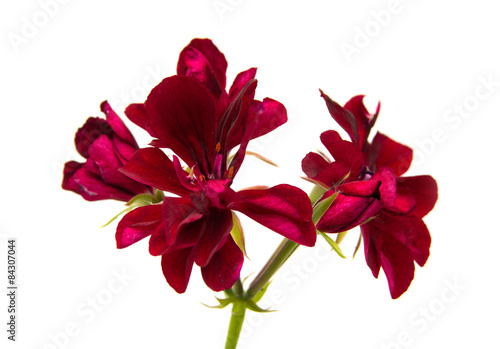 Fototapeta Naklejka Na Ścianę i Meble -  dear red pelargonium