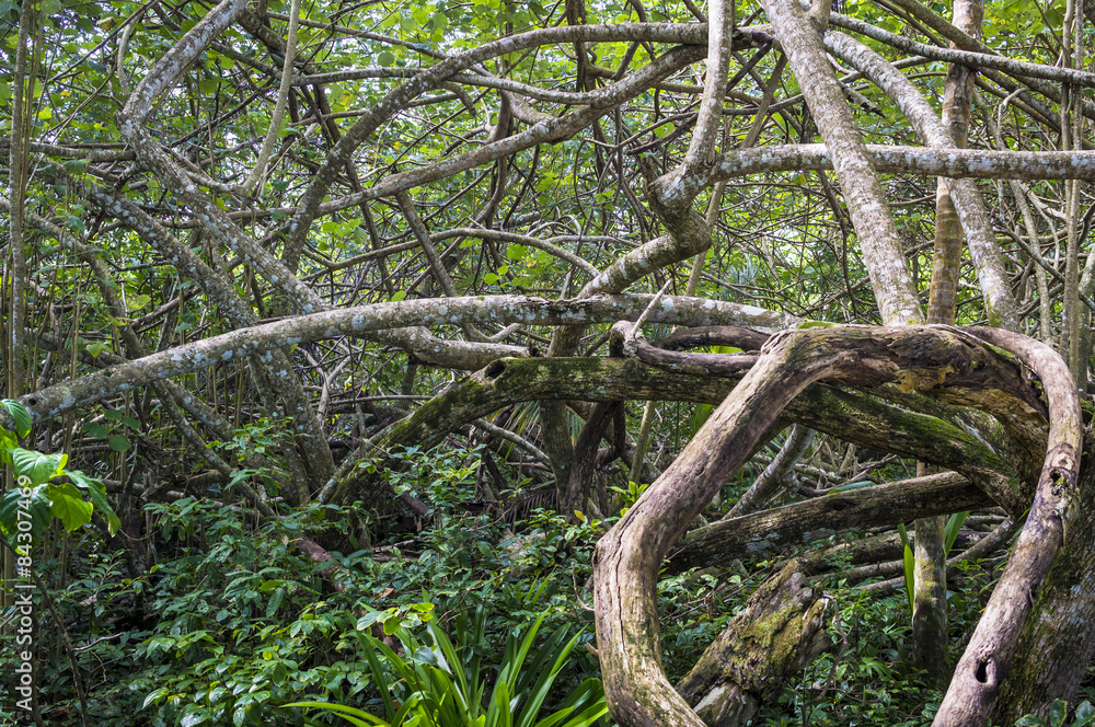 Obraz premium Gestrüpp im Dschungel