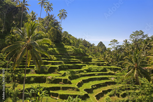 Terraced ricefield on Bali, Indonesia