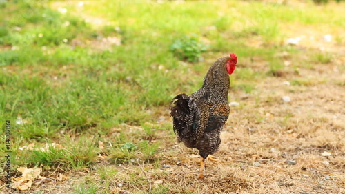 Rooster standing on the henyard photo