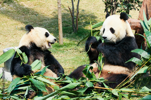 Fototapeta Naklejka Na Ścianę i Meble -  Two pandas eating bamboo