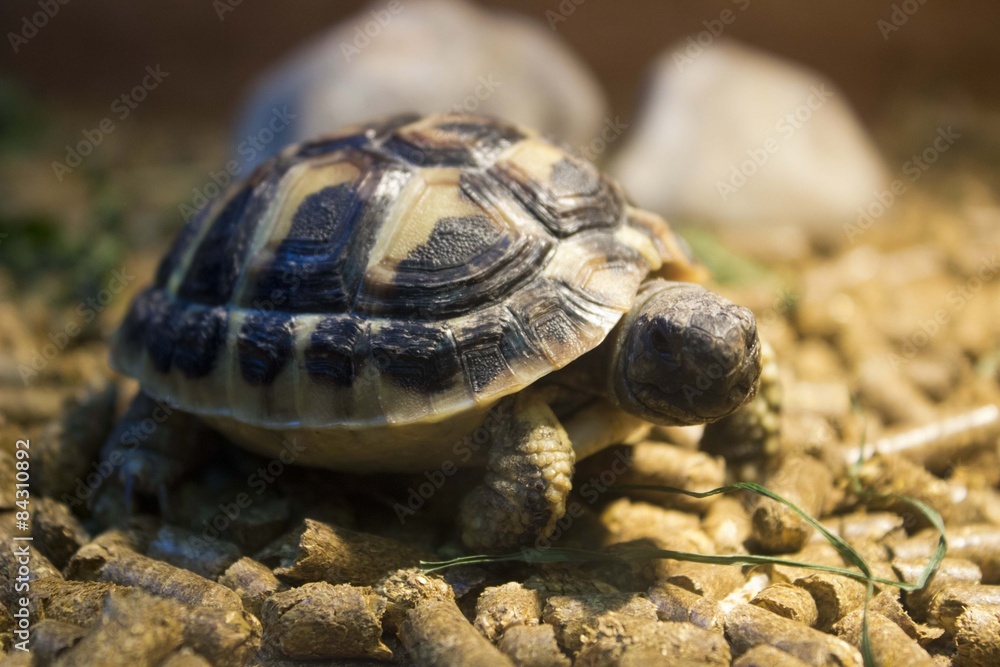 Obraz premium tortoise