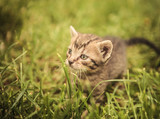 curious little baby cat in the grass