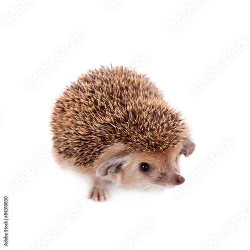 Long-eared hedgehog on white