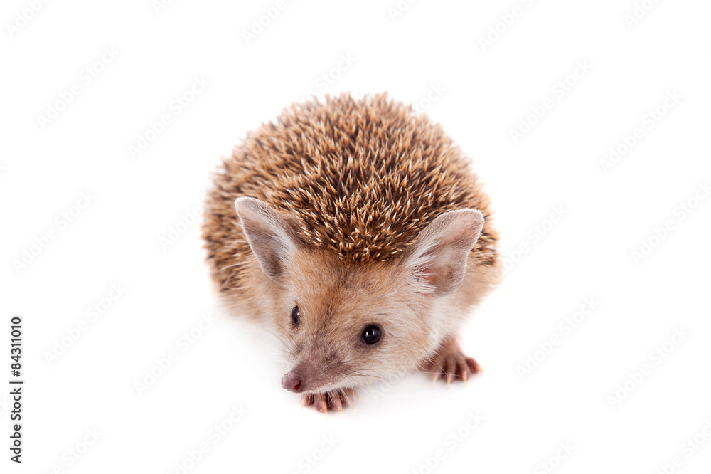 Obraz premium Long-eared hedgehog on white