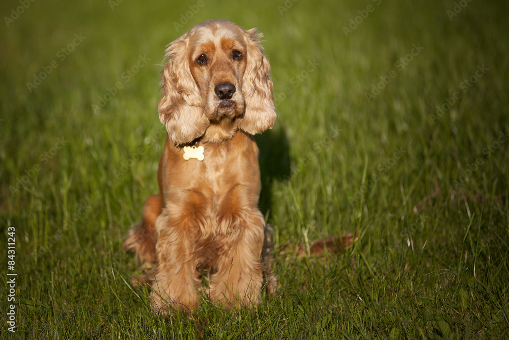 Cocker Spaniel