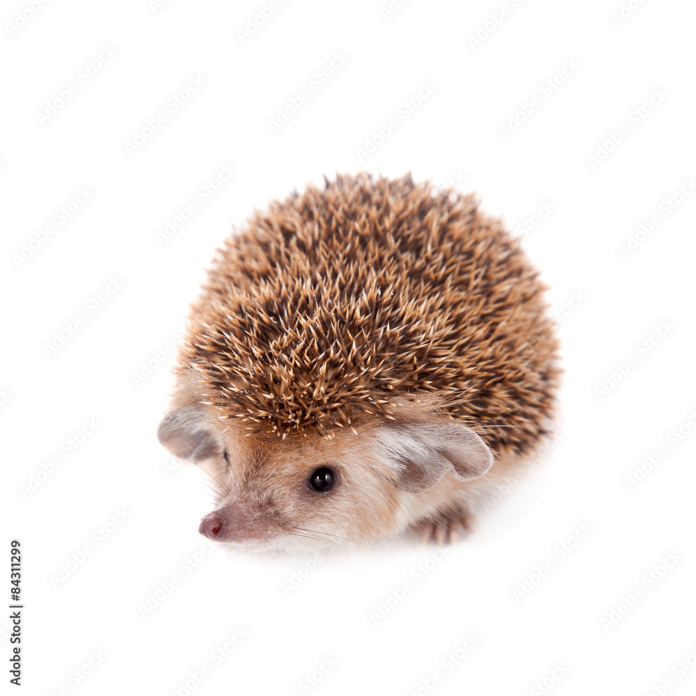 Long-eared hedgehog on white
