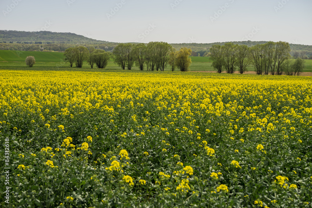 Landschaft in Lothringen mit blühendem Rapsfeld und Weiden