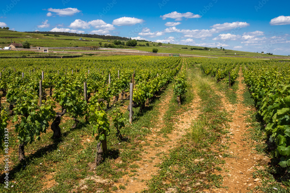 vignes en Bourgogne
