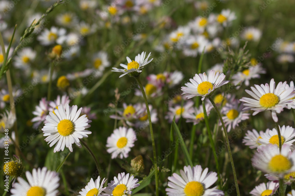 green meadow and daisies - flower background green meadow and daisies - flower background