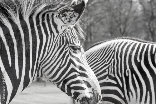 Zebra, close up profile