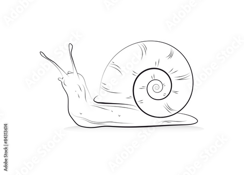 Schnecke Zeichnung