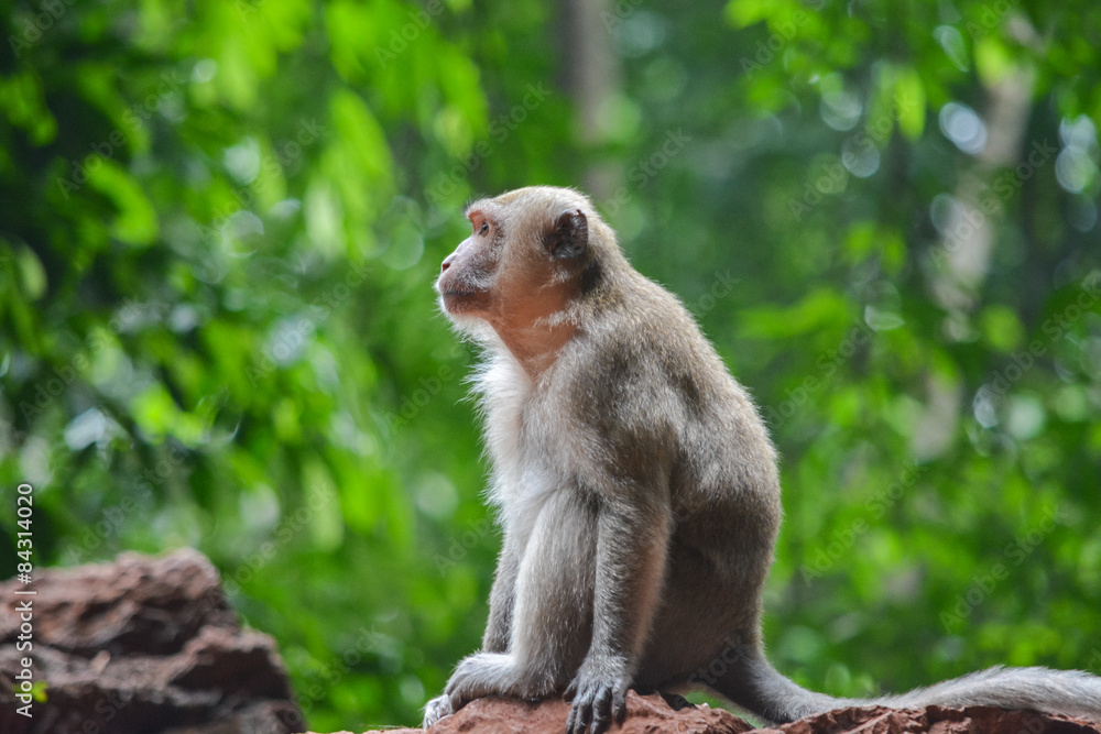 Naklejka premium Обезьяна