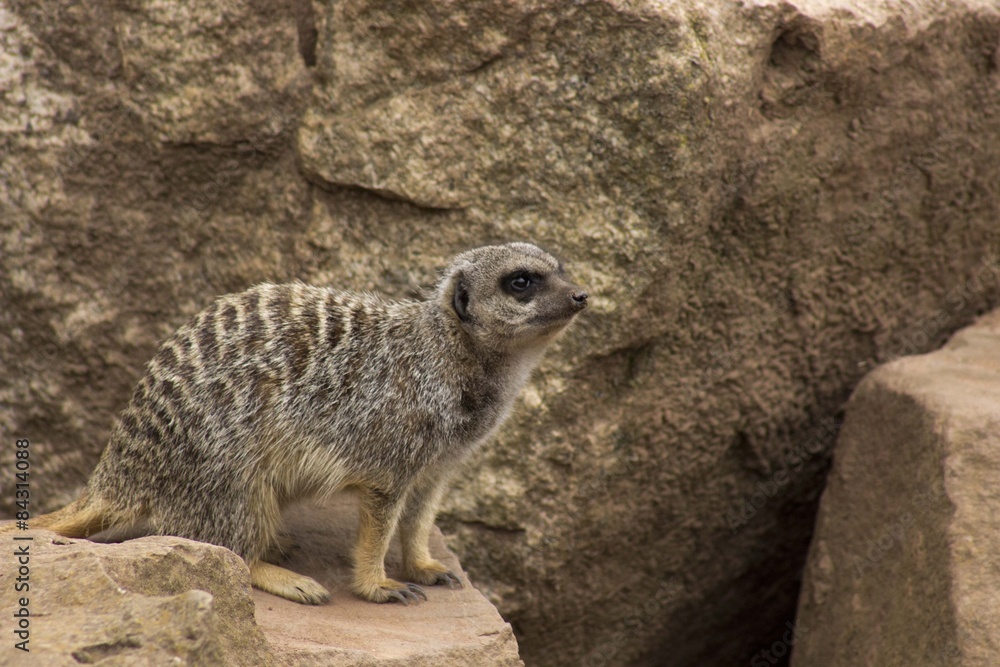 Fototapeta premium meerkat