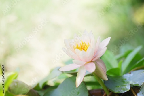 Pink Lotus flower