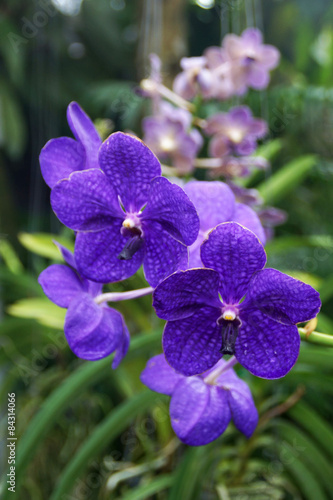 Fototapeta Naklejka Na Ścianę i Meble -  Orchidea viola