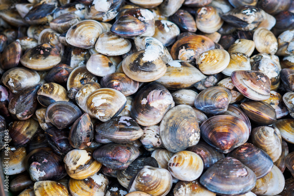 Shellfish in fresh seafood market Shellfish in fresh seafood market