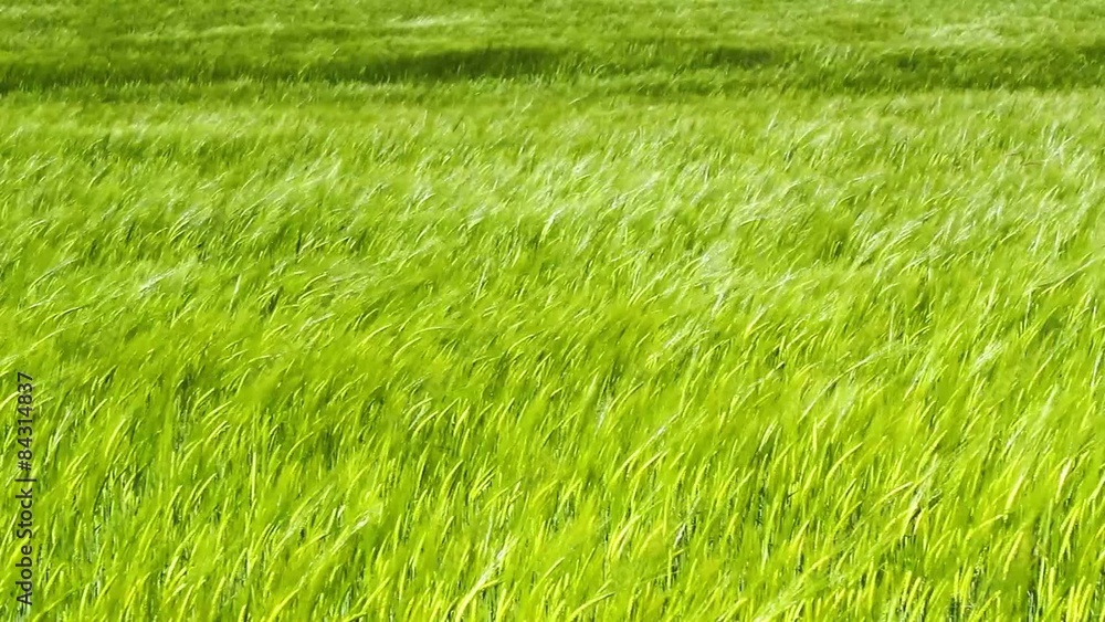 Green field of barley blowing in the wind and blue sky, HD Green field of barley blowing in the wind and blue sky, HD