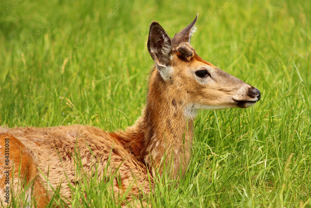 White-tailed deer lying in the grass White-tailed deer lying in the grass