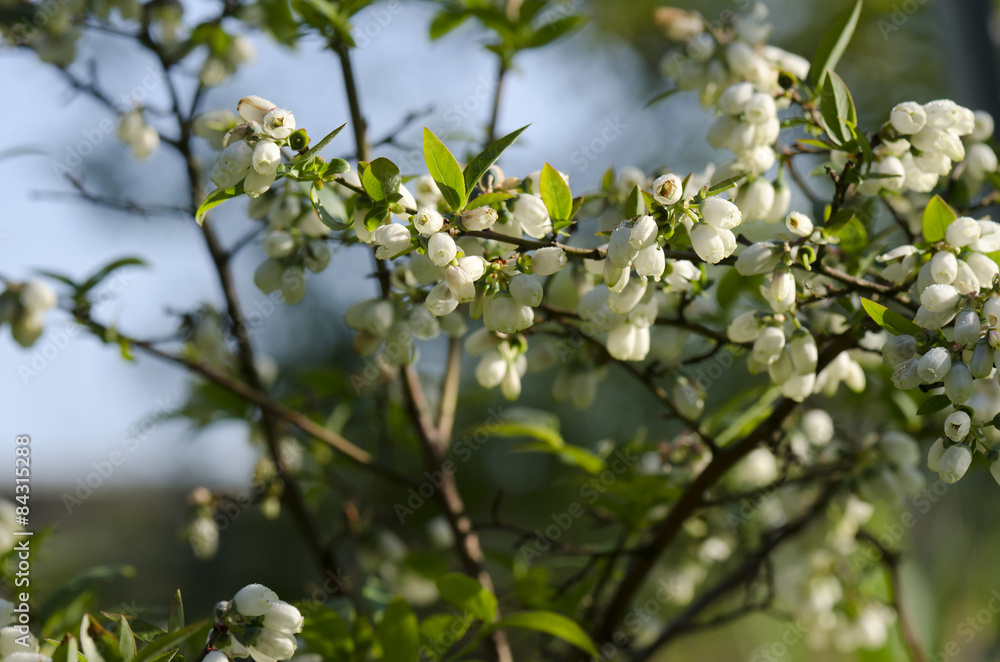 Fototapeta premium Canadian blueberries flowers