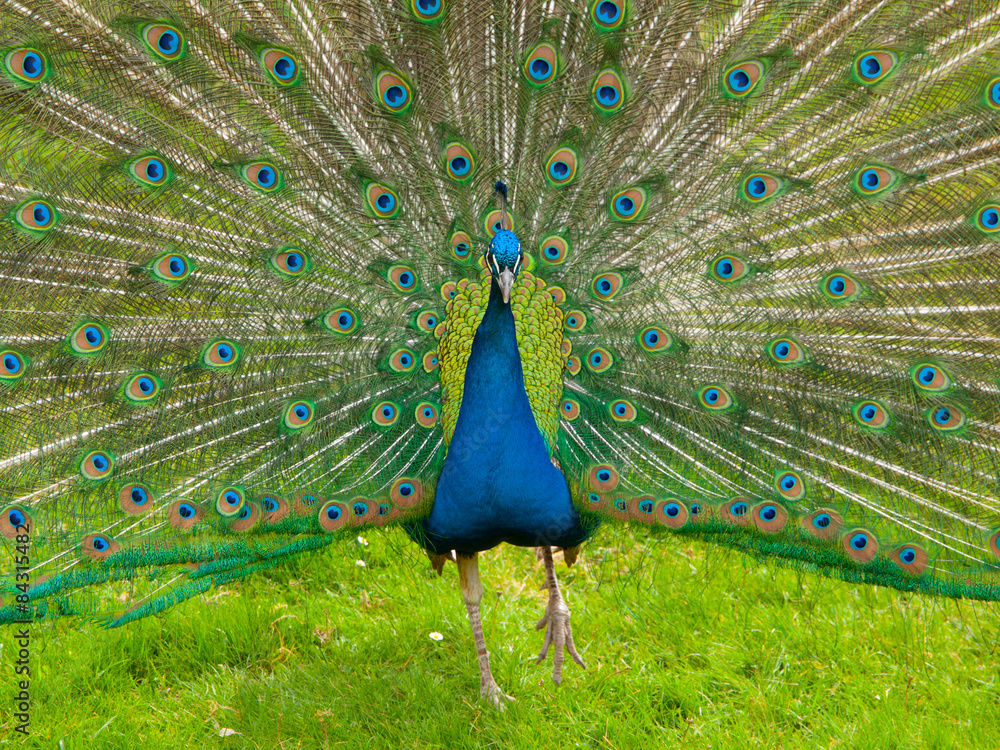 Obraz premium Peacock with spread feathers