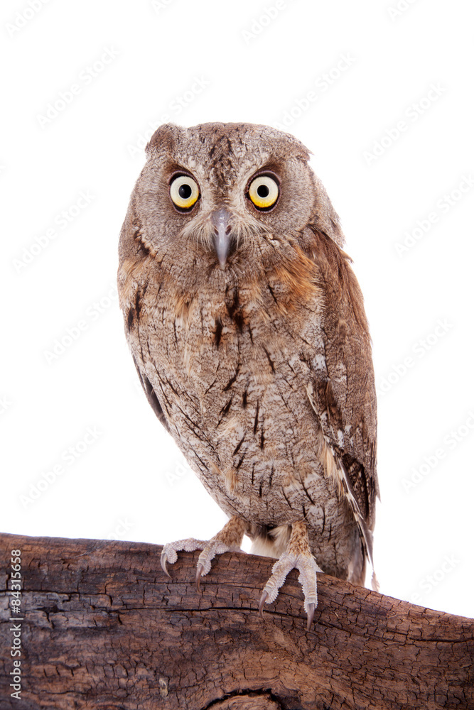 The European scops owl on white The European scops owl on white