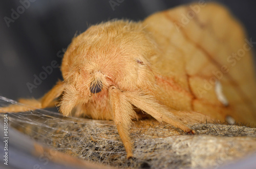 Fototapeta Naklejka Na Ścianę i Meble -  Portrait of young moth. Sit on cocoon. Russian nature