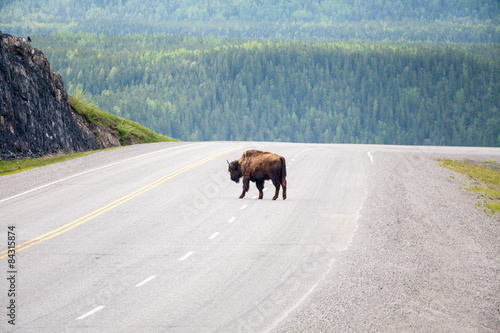 Bison Crossing Road