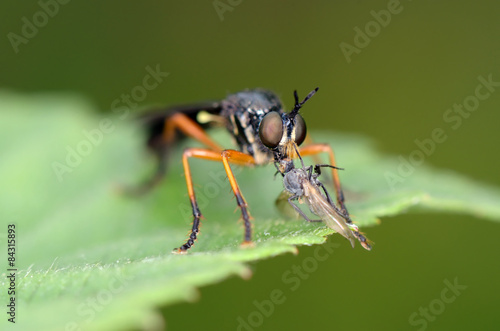 Asilidae eating small fly. Russian nature © elvis_dead