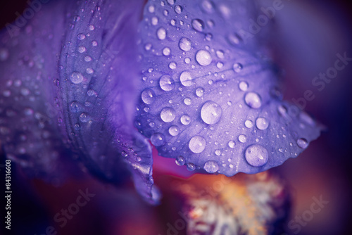 Fototapeta Naklejka Na Ścianę i Meble -  wet iris leafs with water drops