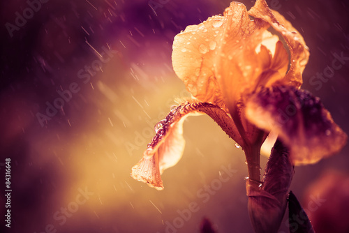 Fototapeta Naklejka Na Ścianę i Meble -  iris flower under rain