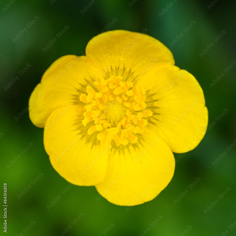 Buttercup Buttercup