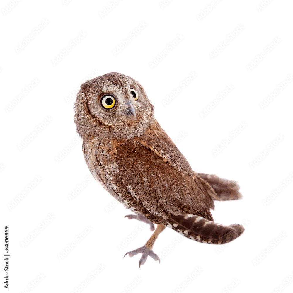 Fototapeta premium The European scops owl on white