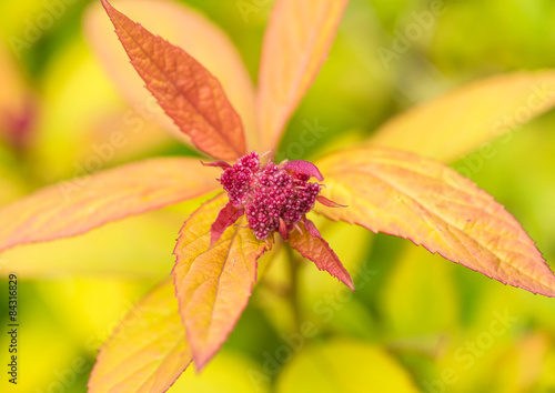 Fototapeta Naklejka Na Ścianę i Meble -  Magic Carpet Blossom