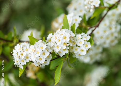 Spiraea Blossom