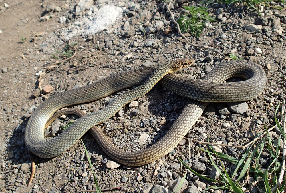 Obraz premium Gray snake