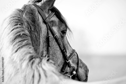 Fototapeta Naklejka Na Ścianę i Meble -  Black-and-white portrait of a sports stallion