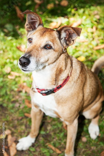 Dog on autumnal meadow