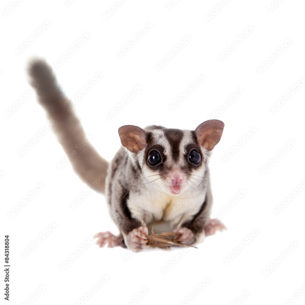 Sugar glider, Petaurus breviceps, on white Sugar glider, Petaurus breviceps, on white