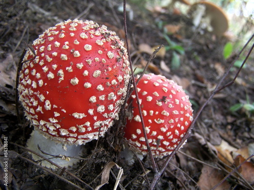 Little red toadstools with white dots