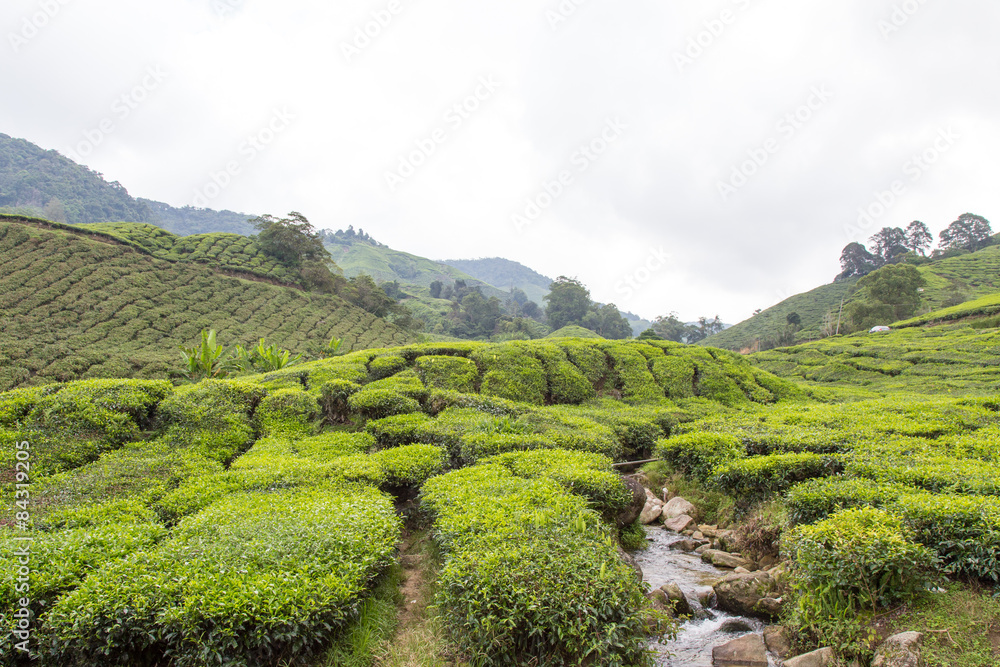 Small River Flow Through Tea Plantation At Cameron Highland, Malaysia
