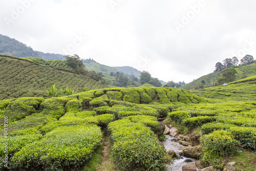 Small River Flow Through Tea Plantation At Cameron Highland, Malaysia © mezairi