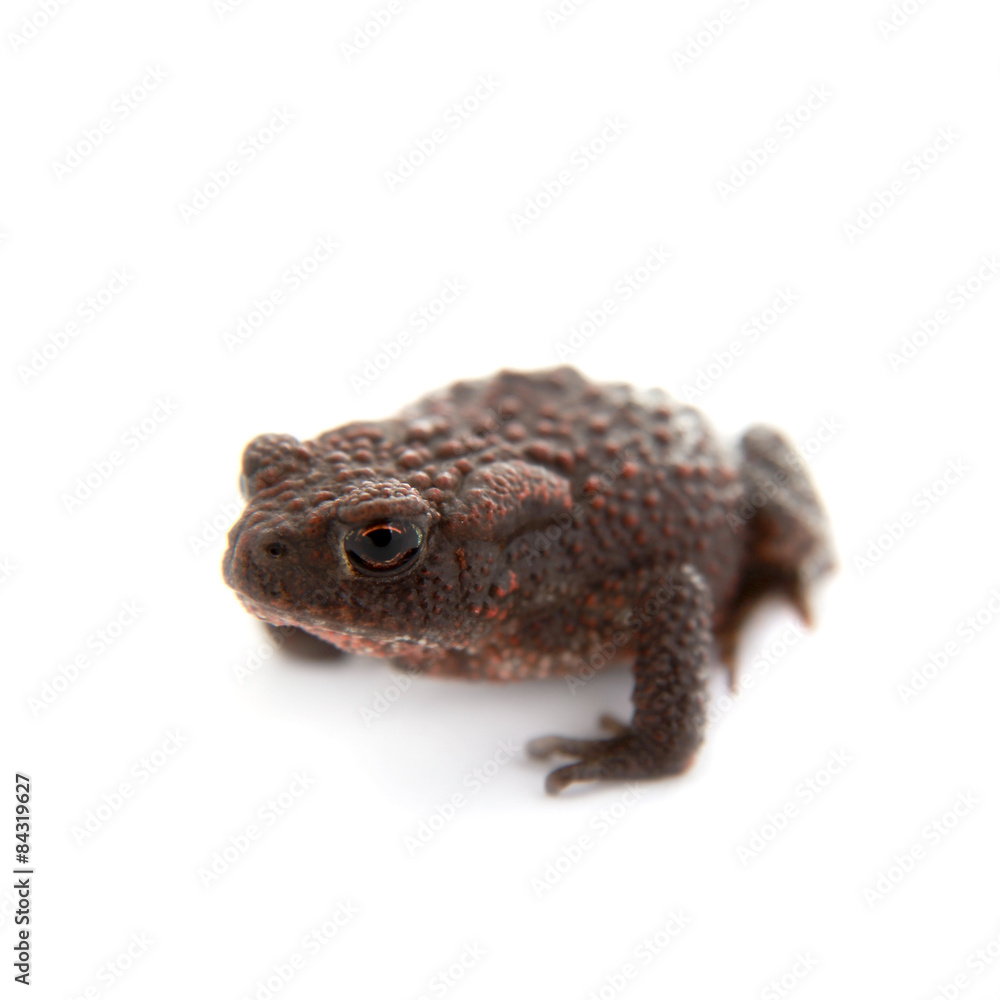 Common or European toad on white Common or European toad on white
